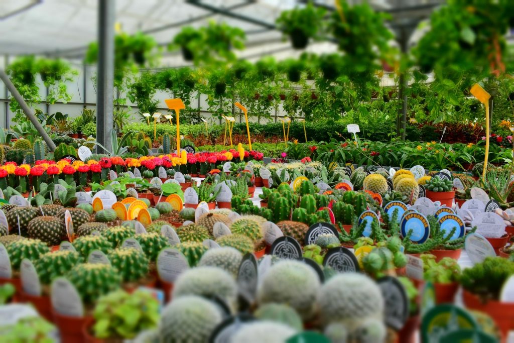 Why Should You Buy Plants Online From Plant Suppliers Melbourne?